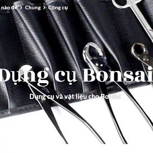 Dungcubonsai