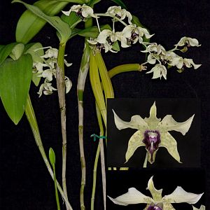 Dendrobium-Atroviolaceum