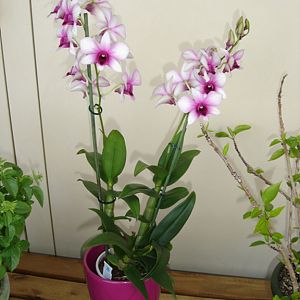 Dendrobium-Phalaenopsis