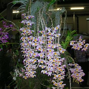 Dendrobium-Wardianum