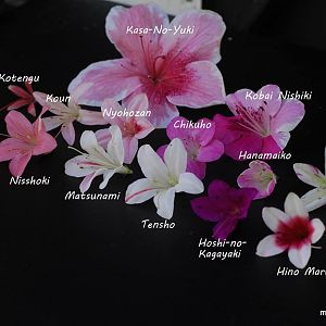 Azaleas Hoa