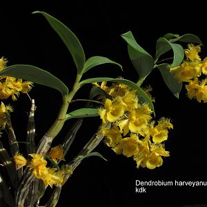 Dendrobium-harveyanum