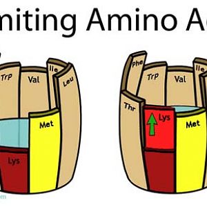 Limiting-Amino-Acid(1)