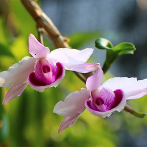 Dendrobium-anosmum