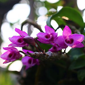 Dendrobium-Nestor