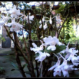 Dendrobium-virgineum