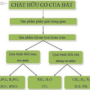 Chat Huu Co 3