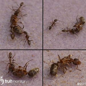 Dead-argentine-ant-queen-1