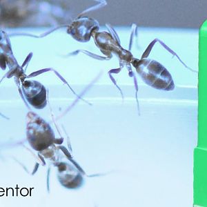 How-to-get-rid-of-ants