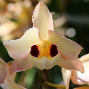 Dendrobium-Pulchellum