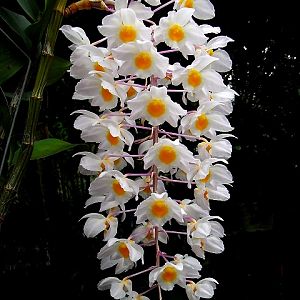 Dendrobium-amabile