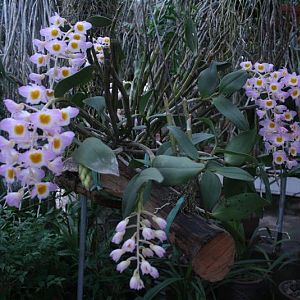 Thuy-tien-tim-Dendrobium-amabile