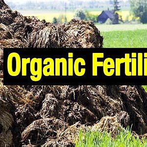 Organic-fertilizer-phan-huu-co