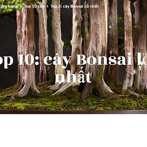 Top 10 Bonsai đẹp
