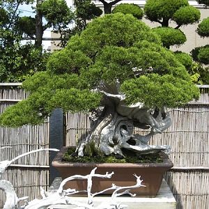 Kimura-bonsai