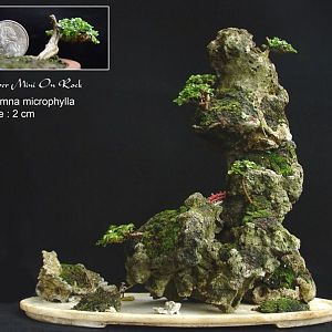 10-super-mini-bonsai