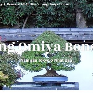 Làng Omiya Bonsai