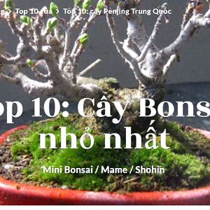 Top 10 Minh Bonsai