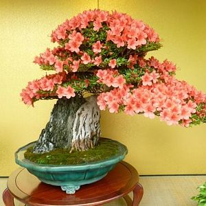01-flowering-bonsai
