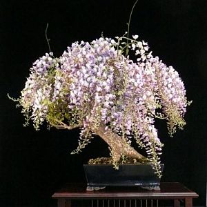 05-wisteria-bonsai