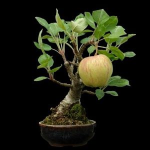 07-apple-bonsai