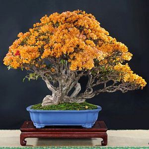08-orange-bonsai