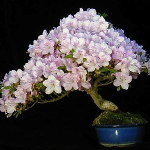 Flowering-bonsai-wolfgang