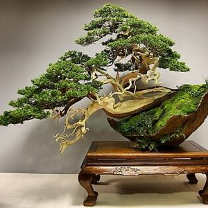 01-Juniper-bonsai-reyes