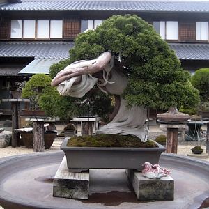 3 Kunio-kobayashi-bonsai