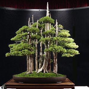 4 Goshin-bonsai
