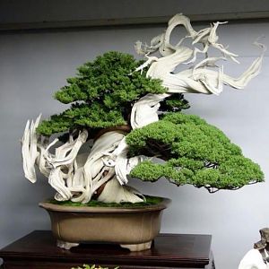 05-kokufuten-2013-juniper-bonsai