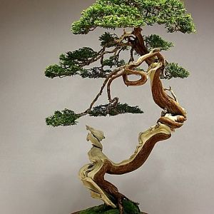 08-juniper-bonsai-blasco-paz