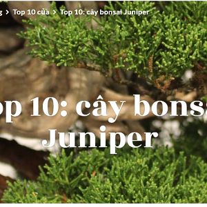 Top 10 Juniper
