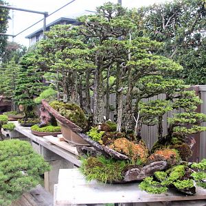 Kimura-bonsai-rock