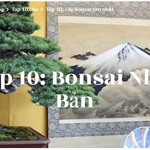 Top 10 Bonsai Nhât Bản