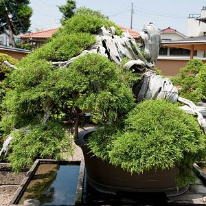 Manseien-bonsai-1000years-old