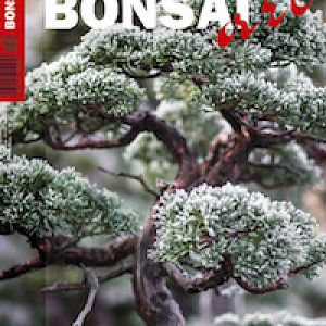 Bonsai-art-1