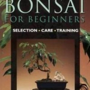 Indoor-bonsai-busch