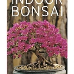 Indoor-bonsai-lesniewicz