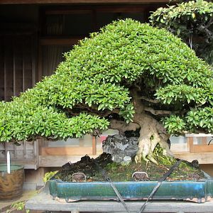 Azalea-bonsai-rock