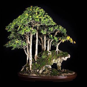 Buxifolia-luisa-alfaro