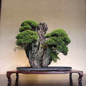 Juniper-bonsai-rock-omiya