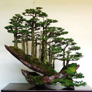 Kimura-bonsai