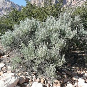 Artemisia-tridentate1