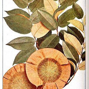 Pterocarpus-angolensis2